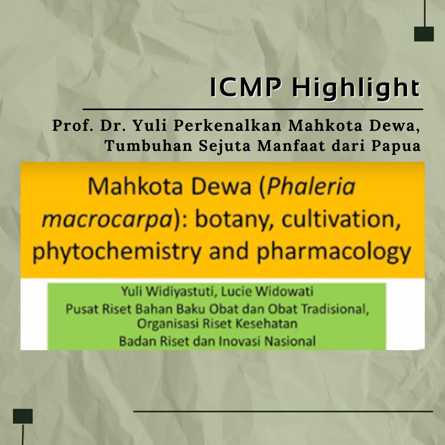 ICMP Highlight: Prof. Dr. Yuli Perkenalkan Mahkota Dewa, Tumbuhan Sejuta Manfaat dari Papua